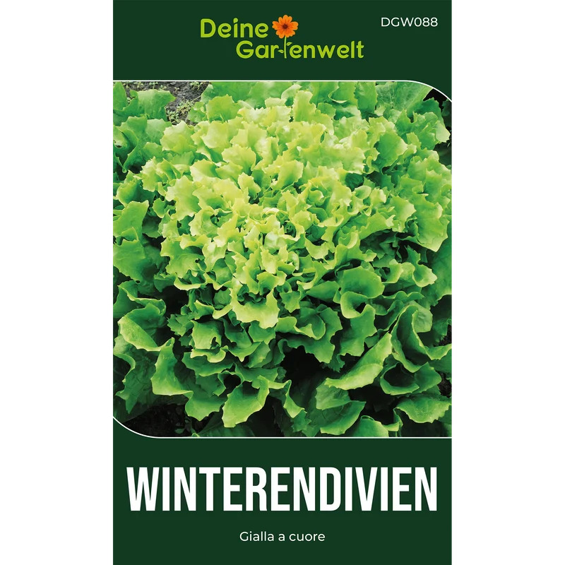 Winterendivien Gialla a cuore Saatgut