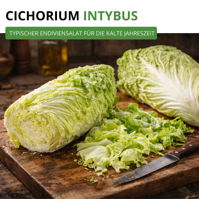Zichoriensalat Zuckerhut Saatgut