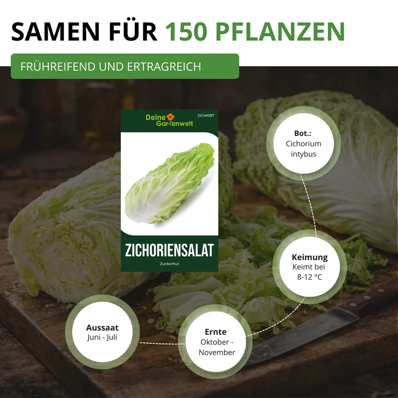 Zichoriensalat Zuckerhut Saatgut
