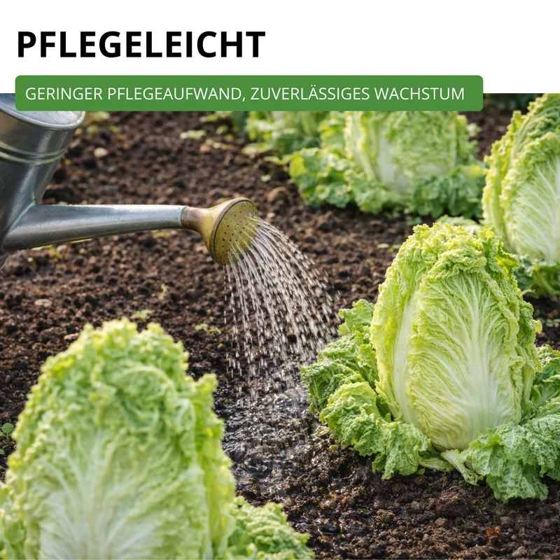 Zichoriensalat Zuckerhut Saatgut