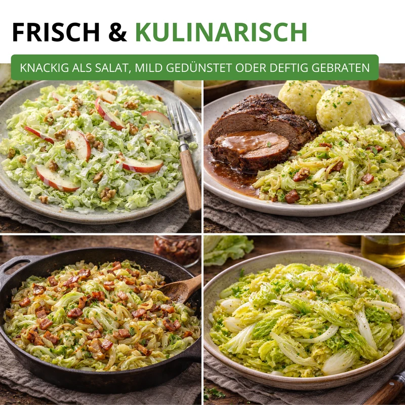 Zichoriensalat Zuckerhut Saatgut