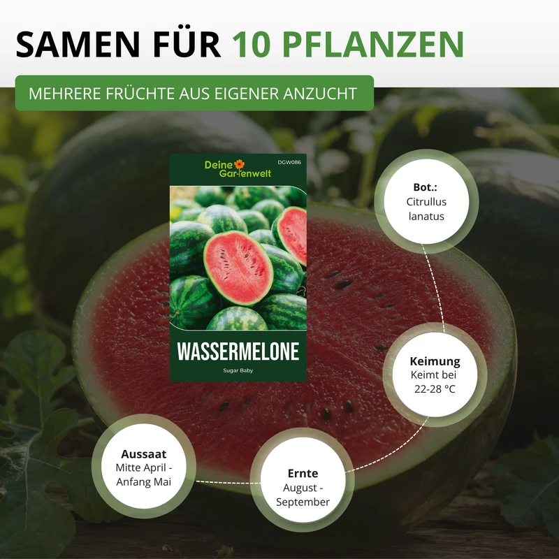 Wassermelone Sugar Baby Saatgut