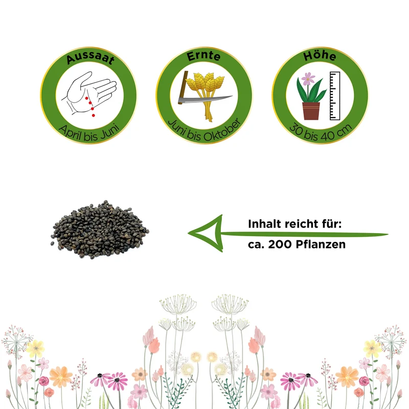Bohnenkraut Saatgut