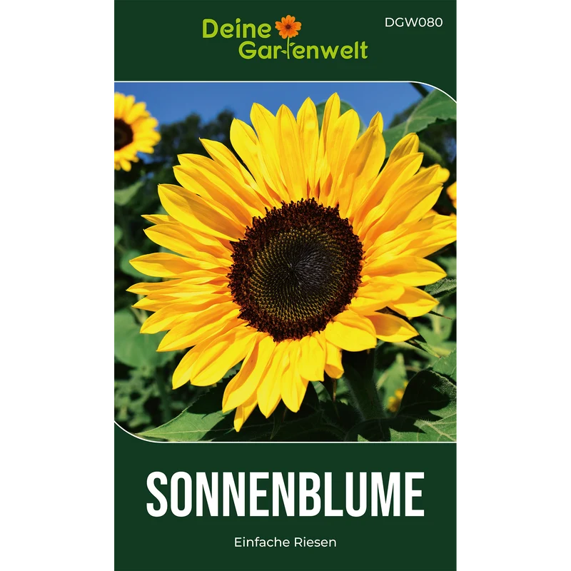 Sonnenblume Einfache Riesen Saatgut