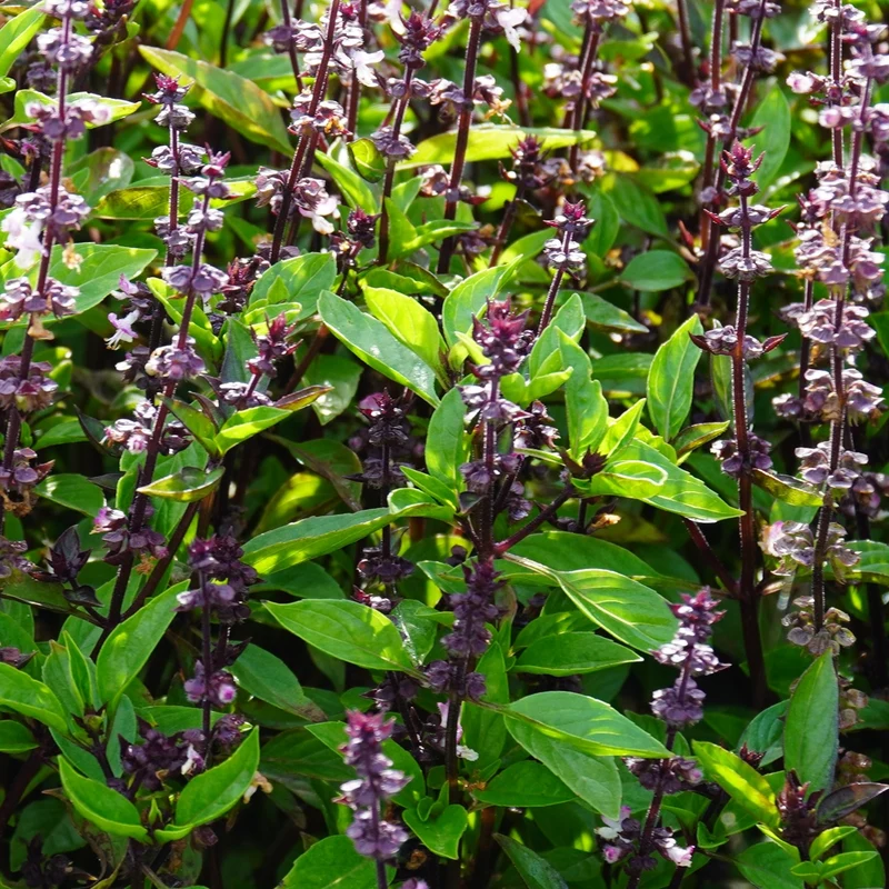Zimtbasilikum Samen, Ocimum basilicum