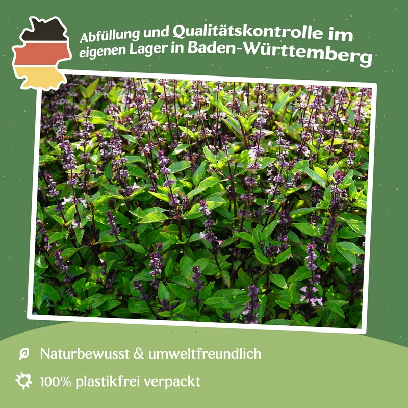 Zimtbasilikum Samen, Ocimum basilicum