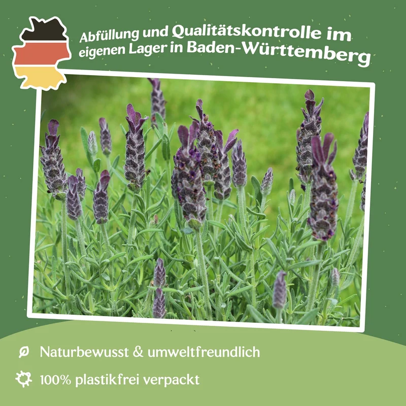 Spanischer Lavendel Samen, Lavandula stoechas ssp. pedunculata