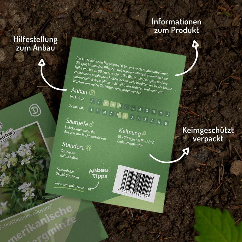 Amerikanische Bergminze Samen, Pycnanthemum pilosum