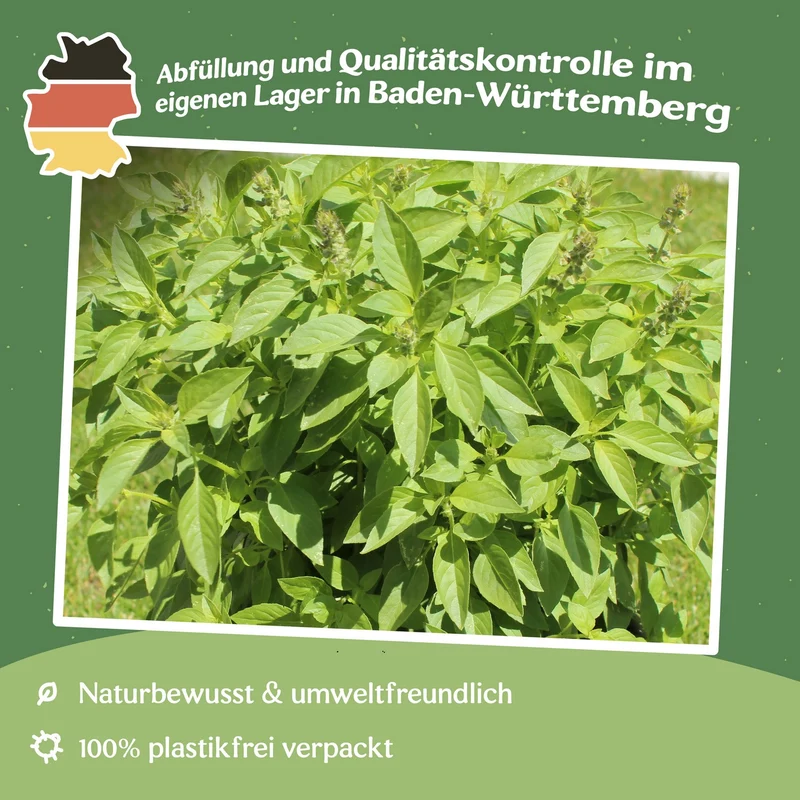 Zitronenbasilikum Mrs. Burns Samen, Ocimum basilicum citrodora