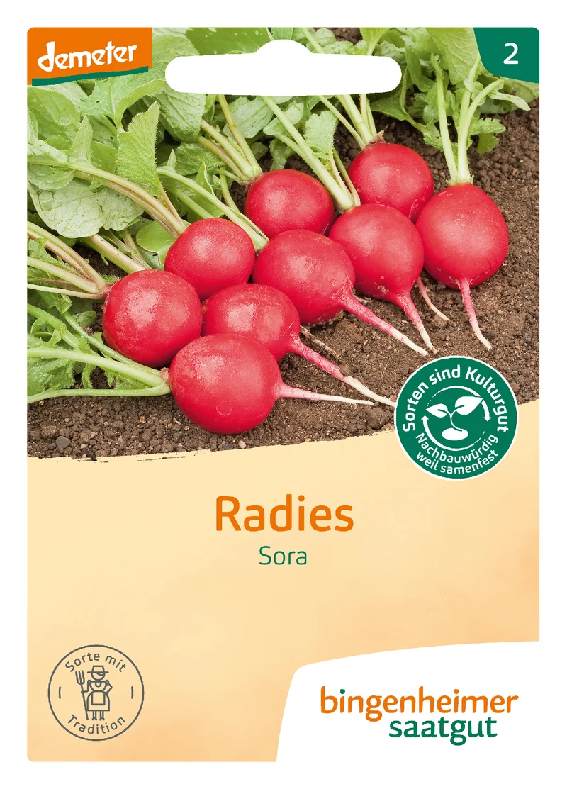 Radies Sora | BIO Radieschensamen von Bingenheimer Saatgut