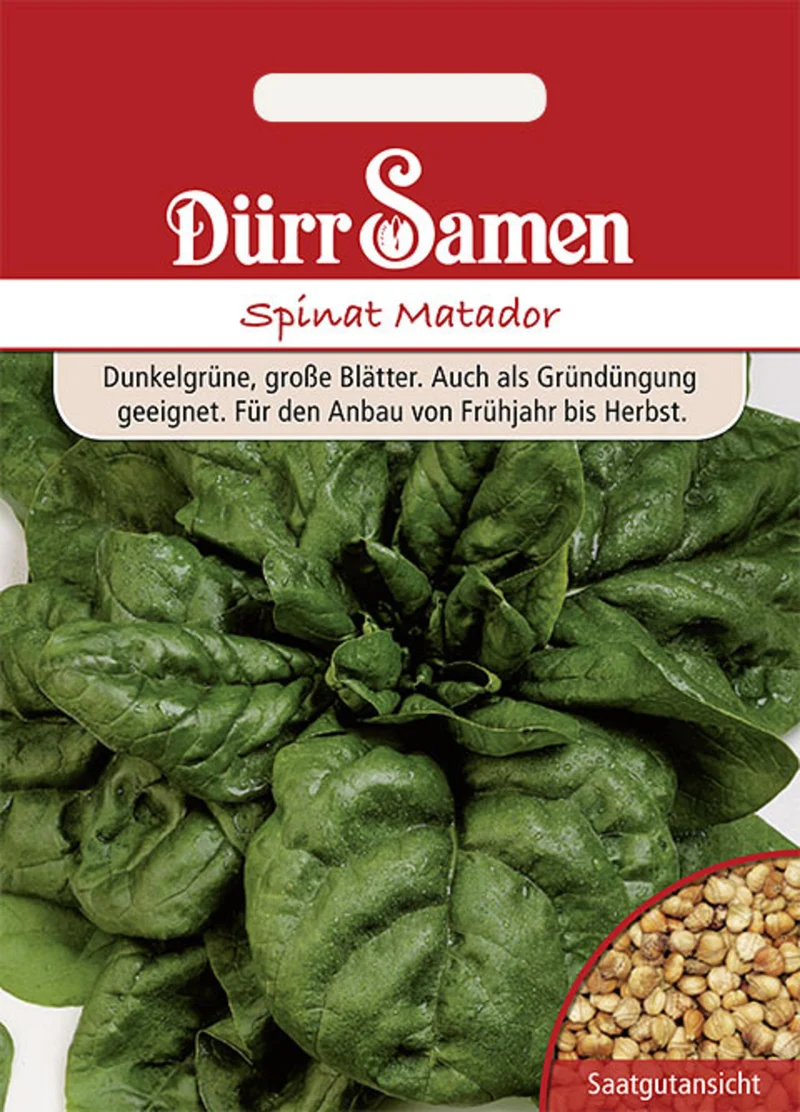 Spinat Matador Saatgut