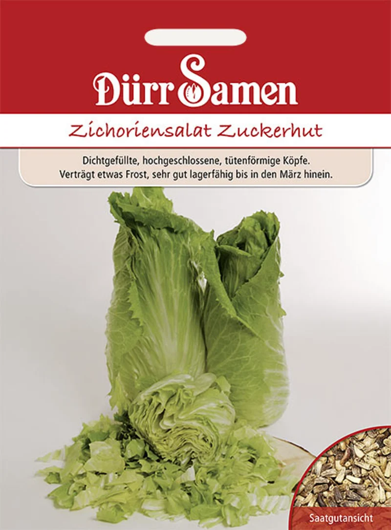 Zichoriensalat Zuckerhut Saatgut