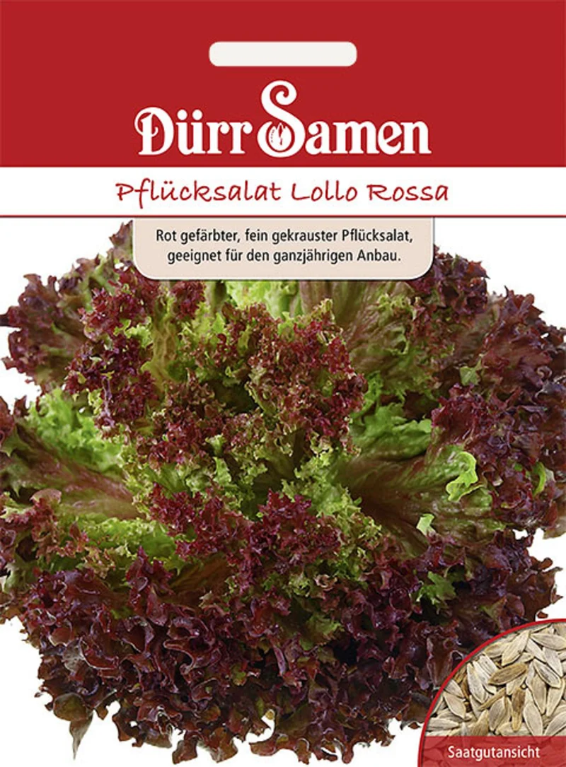 Pflücksalat Lollo Rossa Saatgut