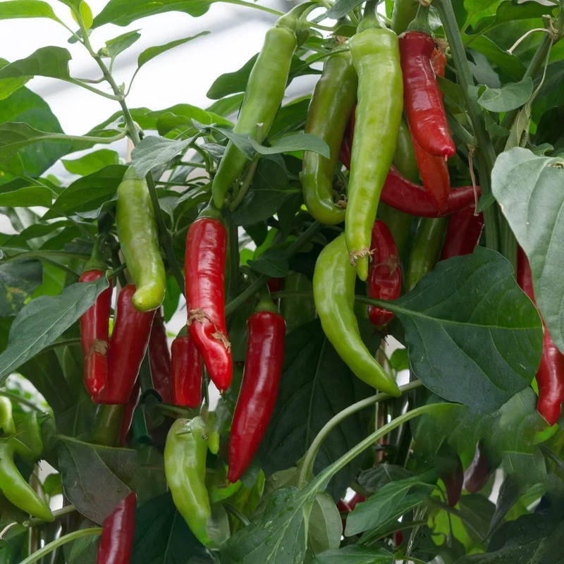 Paprika Rokita Samen