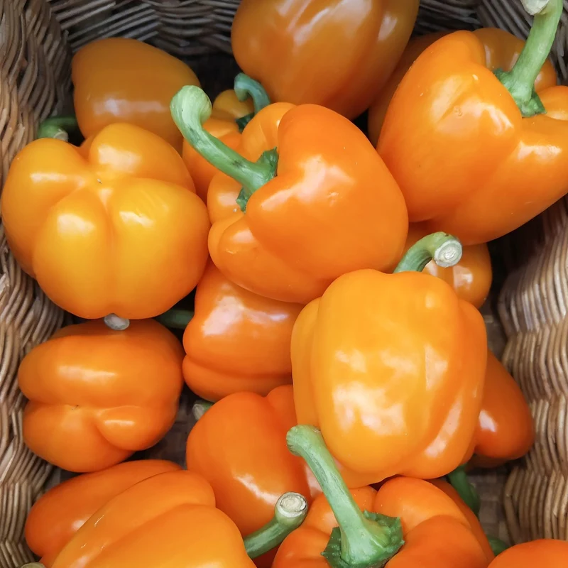 Paprika Rewia Samen