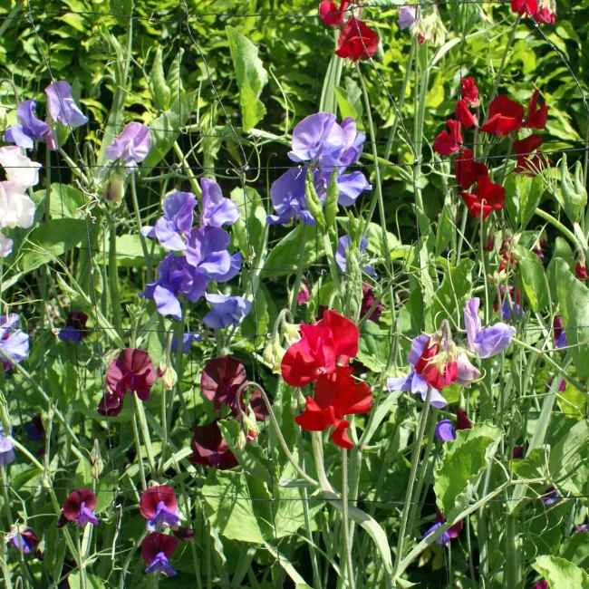 Sweet Pea: Common Organic Seed