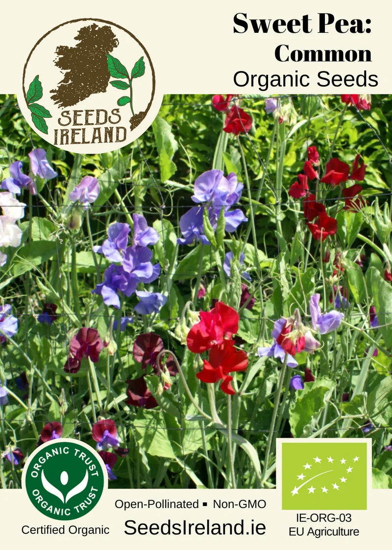 Sweet Pea: Common Organic Seed