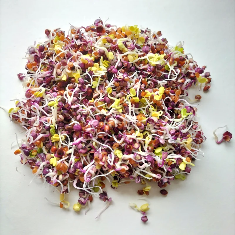 Organic Sprouting Seed: Mixed Radish