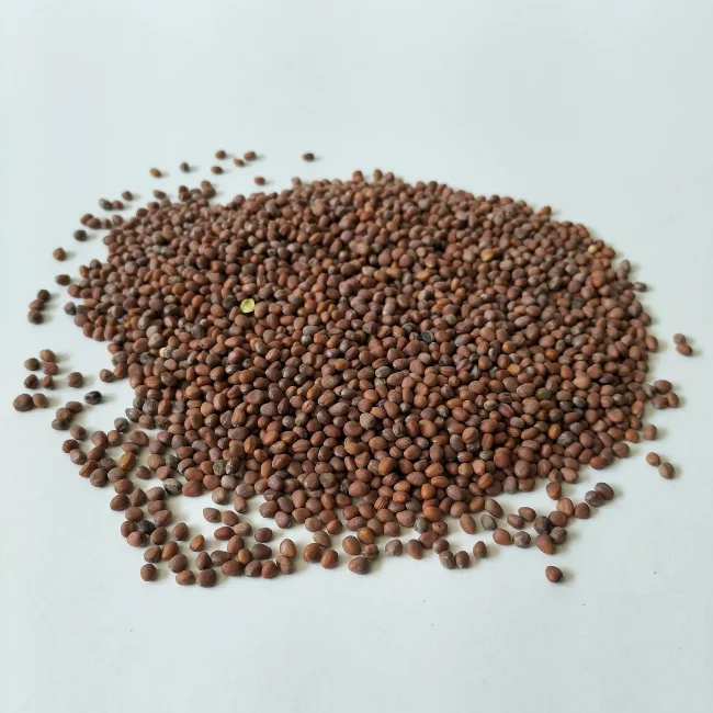 Organic Sprouting Seed: Mixed Radish