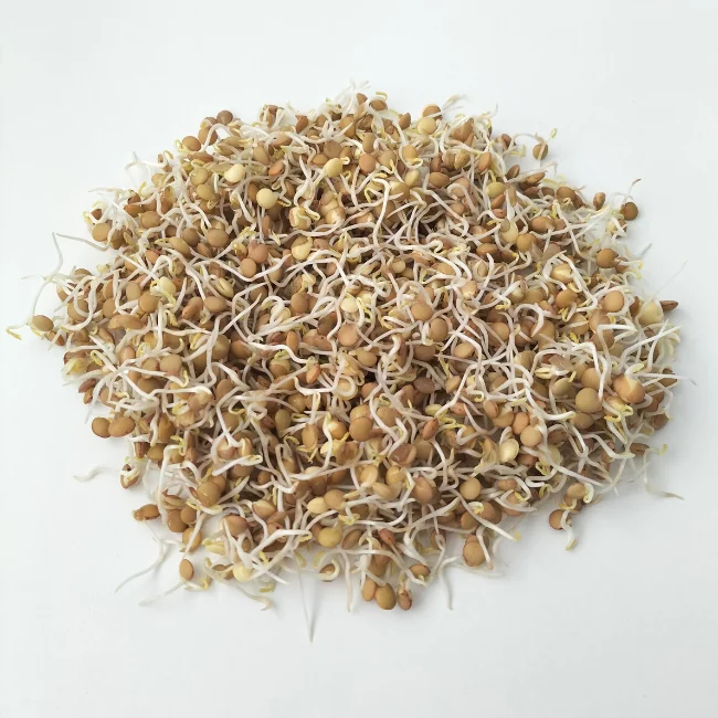 Organic Sprouting Seed: Green Lentils