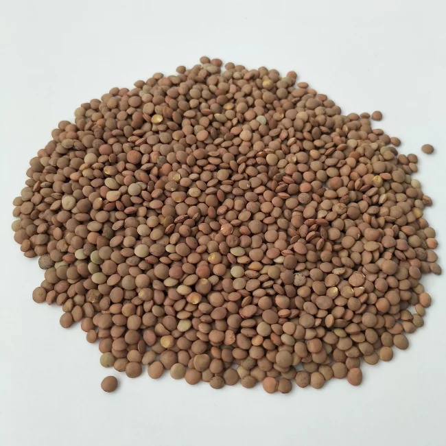 Organic Sprouting Seed: Green Lentils