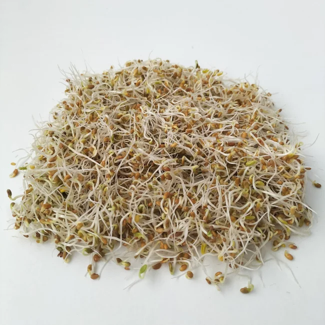 Organic Sprouting Seed: Red Clover