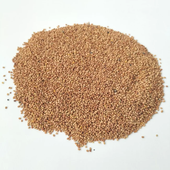 Organic Sprouting Seed: Red Clover