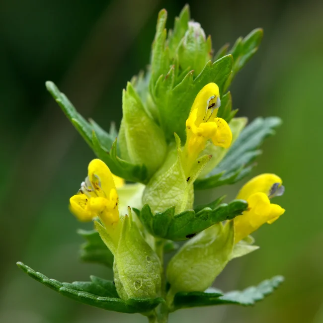 Yellow Rattle Seed