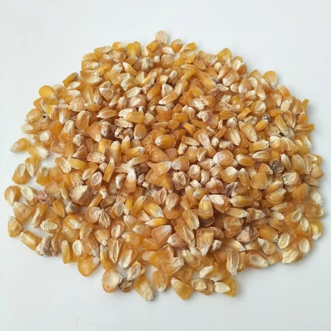 Organic Microgreen Seed: Corn (Popcorn)