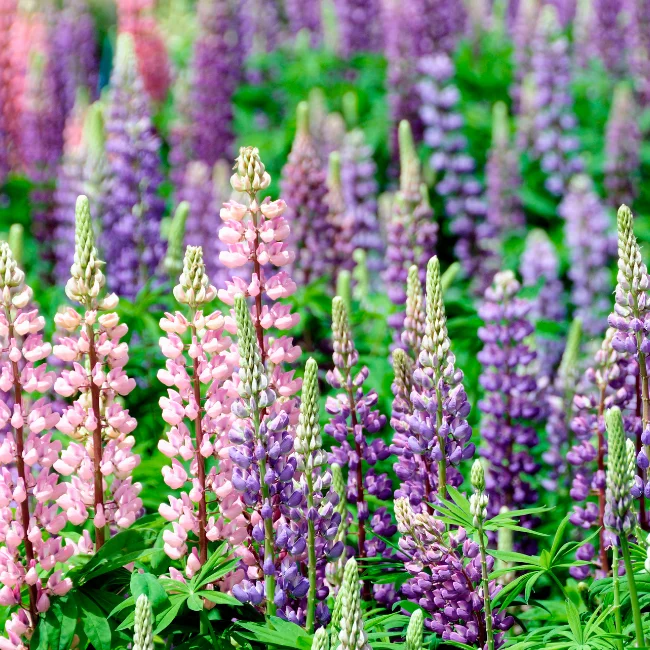 Lupin: Band Of Nobles Organic Seed