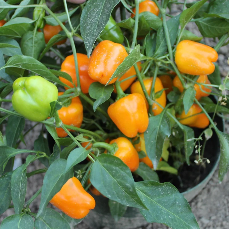 Bio-Paprika Sweet Julie Samen