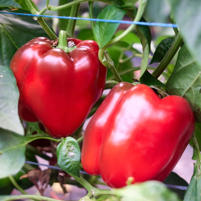 Bio-Paprika California Wonder Samen