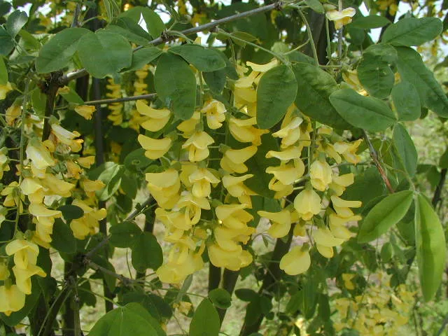Einheimischer Goldregen (Laburnum vulgare)