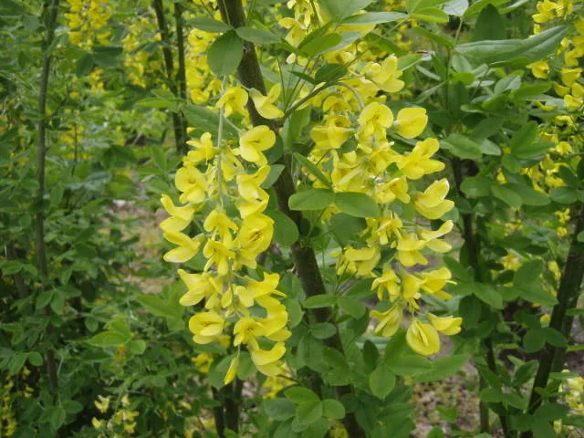 Einheimischer Goldregen (Laburnum vulgare)