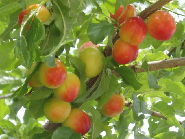Wildpflaume, Wilde Mirabelle (Prunus cerasifera)