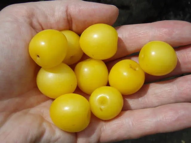 Wildpflaume, Wilde Mirabelle (Prunus cerasifera)