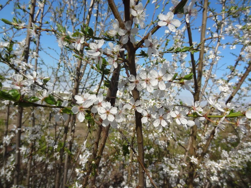 Wildpflaume, Wilde Mirabelle (Prunus cerasifera)
