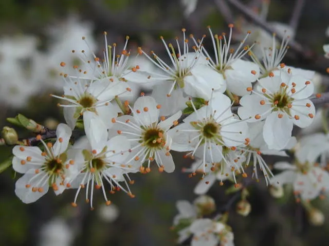 Wildpflaume, Wilde Mirabelle (Prunus cerasifera)