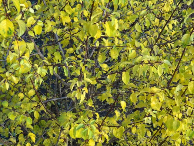 Wildpflaume, Wilde Mirabelle (Prunus cerasifera)