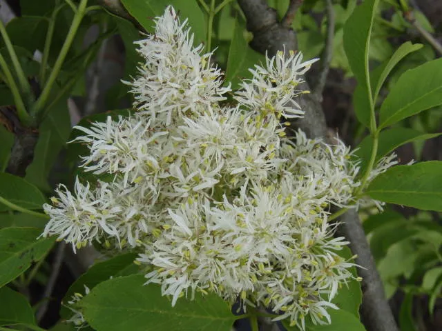 Kugel-Blumenesche (Fraxinus ornus 'Meczek')