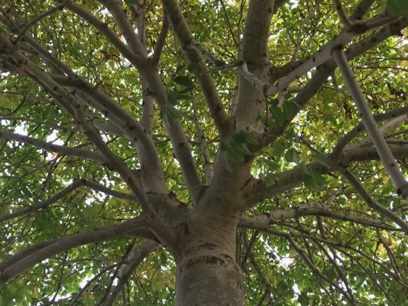 Kugel-Blumenesche (Fraxinus ornus 'Meczek')