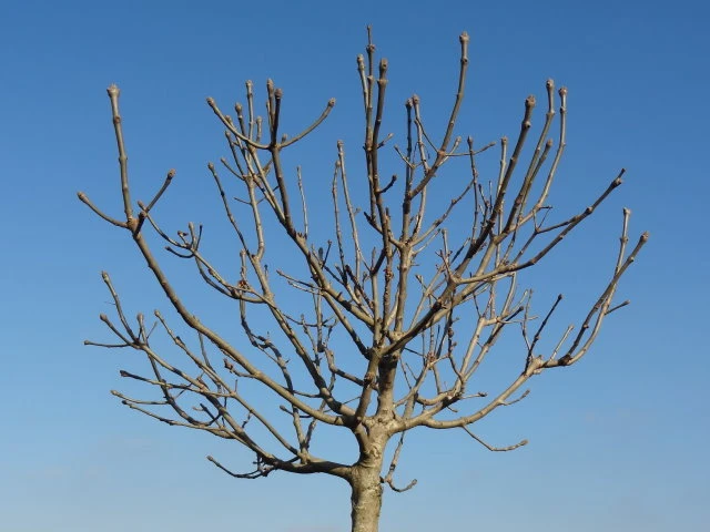 Kugel-Blumenesche (Fraxinus ornus 'Meczek')
