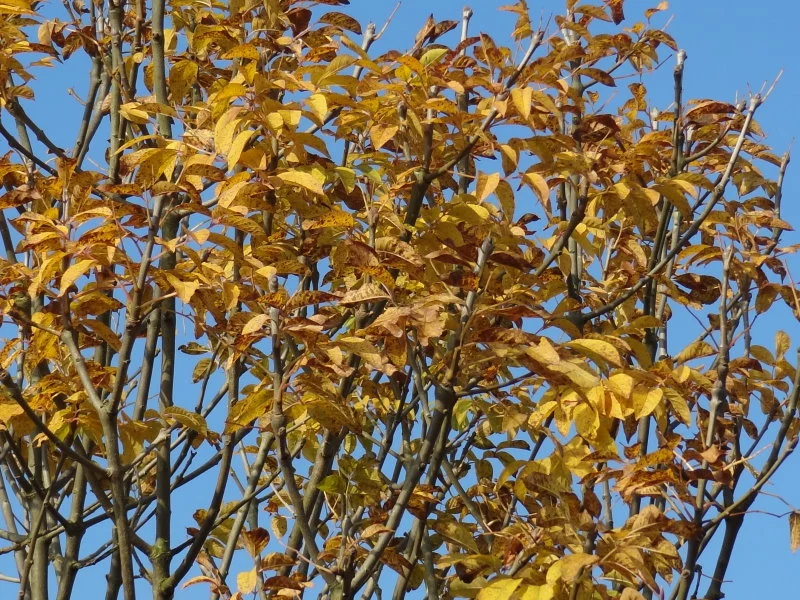 Kugel-Blumenesche (Fraxinus ornus 'Meczek')