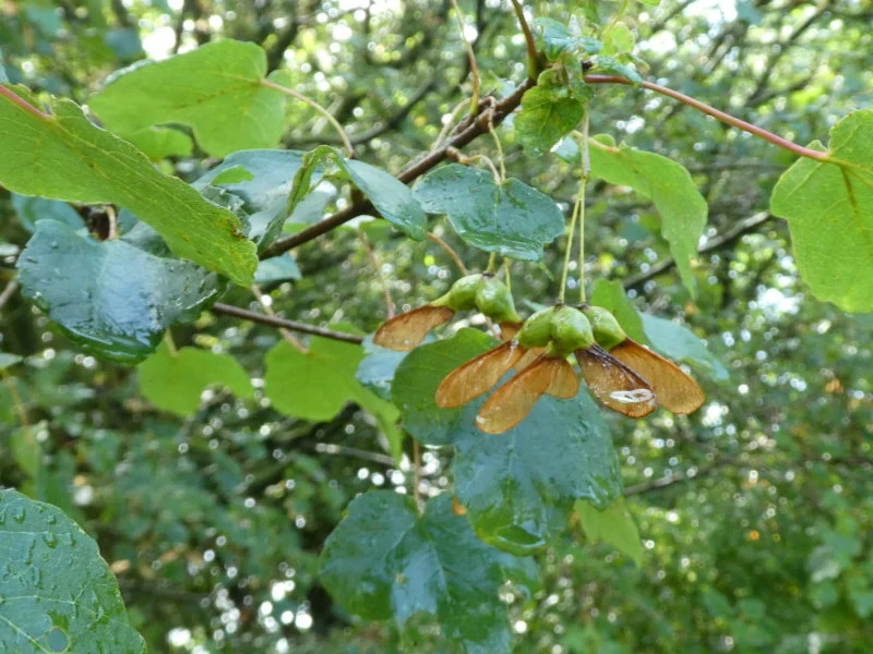 Schneeball-Ahorn (Acer opalus)