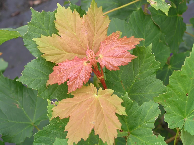 Schneeball-Ahorn (Acer opalus)