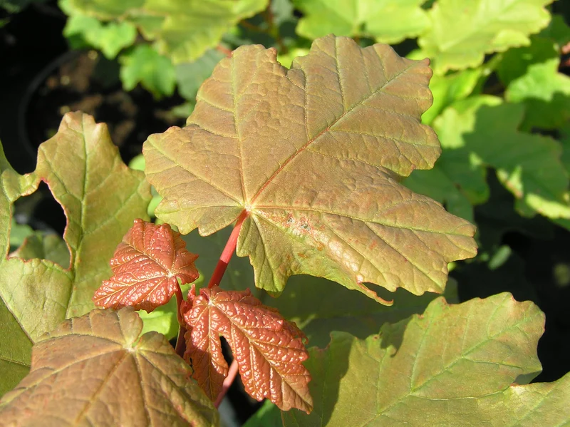 Schneeball-Ahorn (Acer opalus)