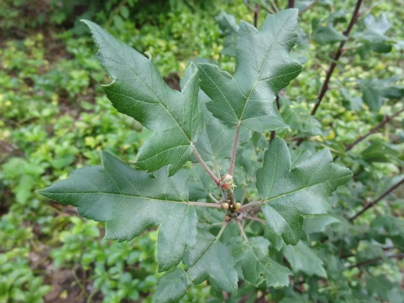 Dreilappiger Zierapfel (Malus trilobata)