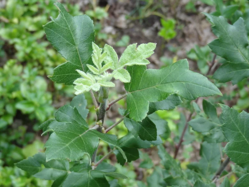 Dreilappiger Zierapfel (Malus trilobata)