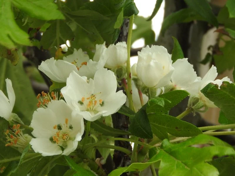Dreilappiger Zierapfel (Malus trilobata)