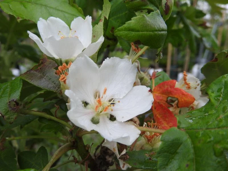Dreilappiger Zierapfel (Malus trilobata)
